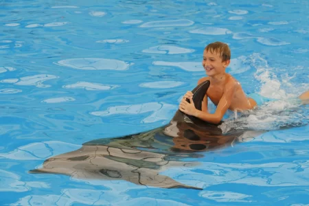 Phuket Dolphins Show