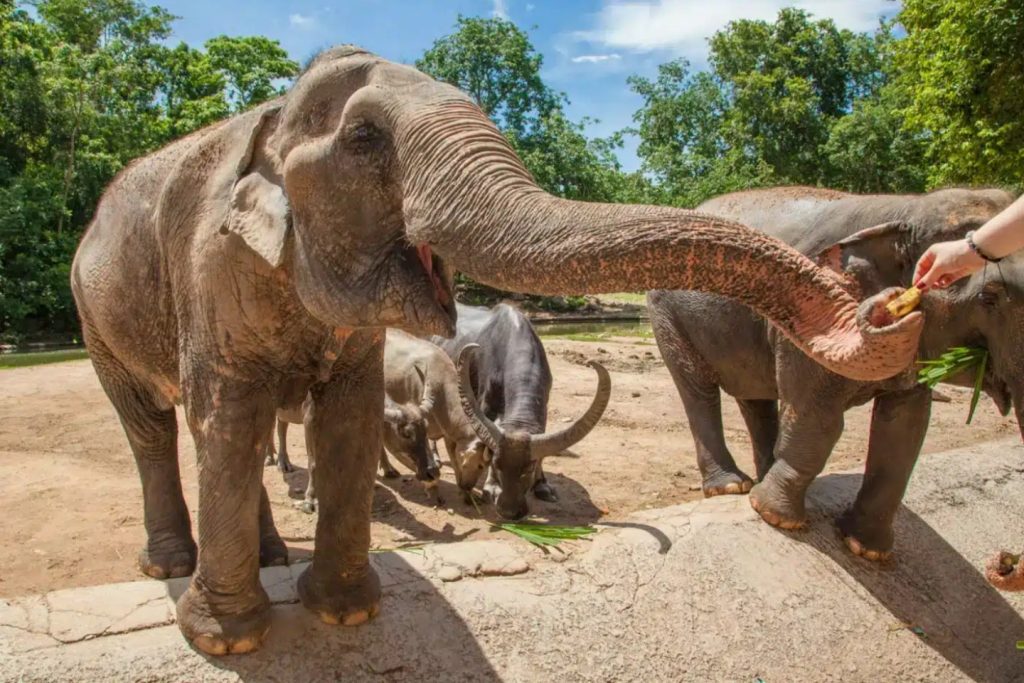 ภูเก็ต ซาฟารี ซีตี้ ทัวร์