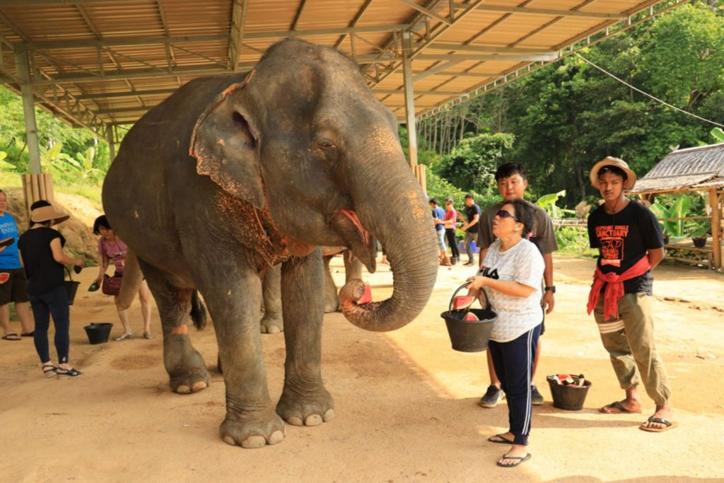 โปรแกรมเที่ยวชม ปางช้าง
