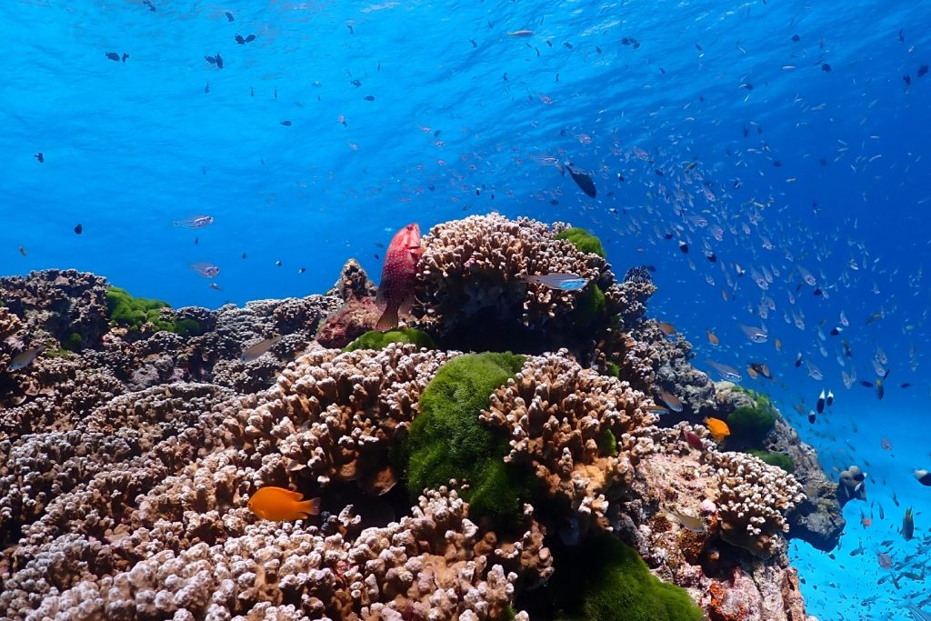 ทัวร์หมู่เกาะสิมิลัน โดยเรือสปีดโบ๊ท