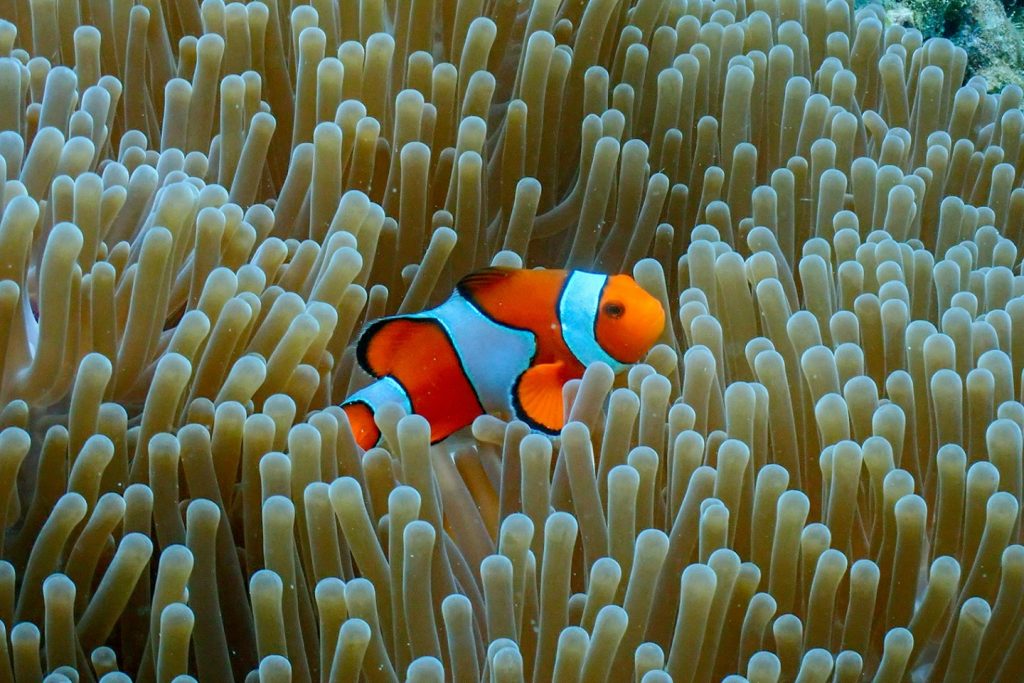 Surin Island By Speed Boat